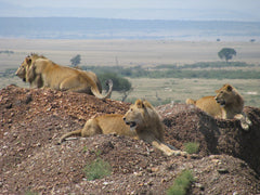 The Nyota