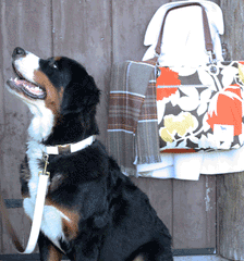 Elsa Collar/Lead