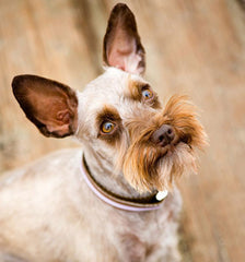 Parfait Stripe Collar/Lead